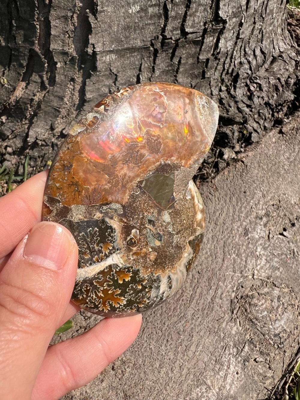 Ammonite (3) fossil with stand | crystal